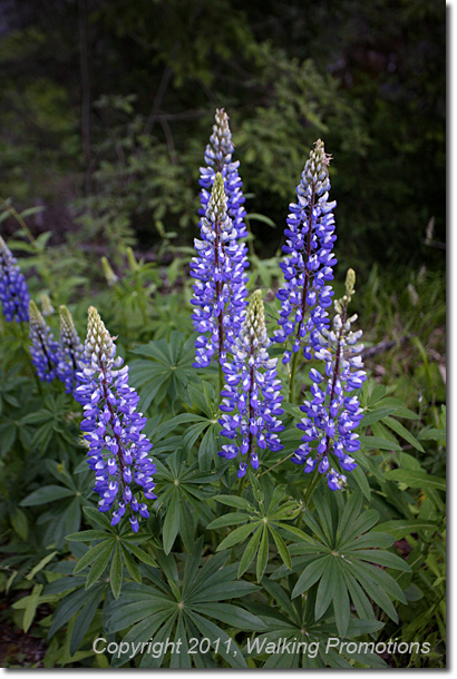 Tour de Mont Blanc, Champex - Alp Bovine - Col de la Forclaz, Wild flowers